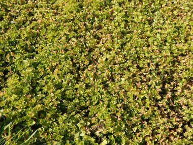 Yeşil arka plan ve Peyzaj Park