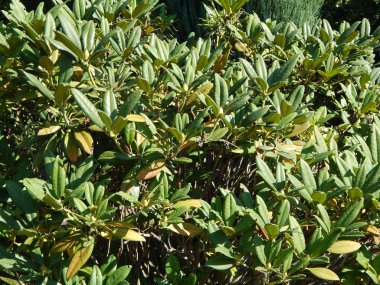 Yeşil arka plan ve Peyzaj Park