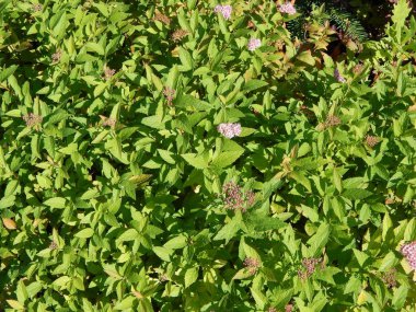 Yeşil arka plan ve Peyzaj Park