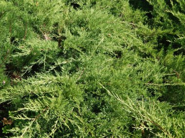 Yeşil arka plan ve Peyzaj Park