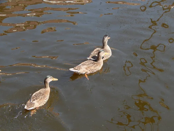 Πουλιά Στον Κήπο Και Πάρκο Επιπλέουν Πάνω Στο Νερό — Φωτογραφία Αρχείου