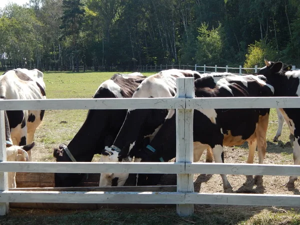 Vaches Broutant Dans Enclos Sur Pâturage Dans Troupeau — Photo