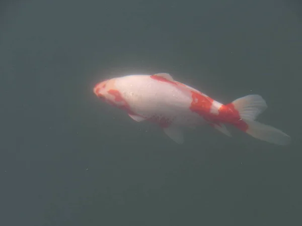 日本红鱼在水族馆里游泳 — 图库照片