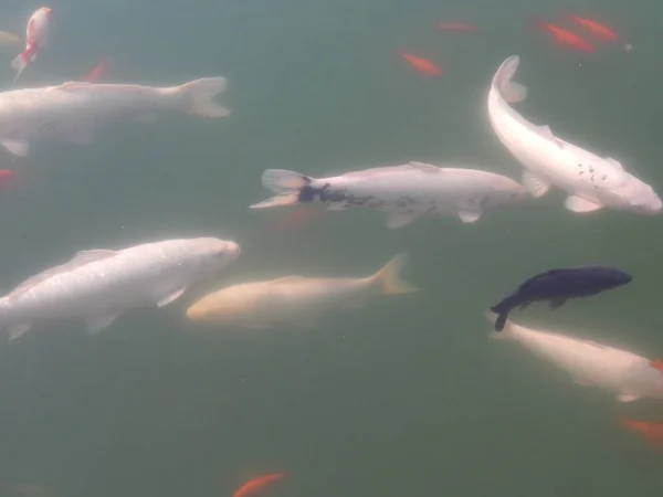 日本红鱼在水族馆里游泳 — 图库照片