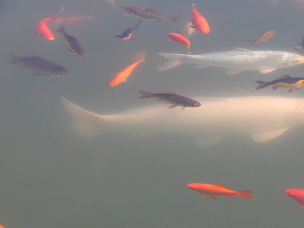 Red Japanese fish swim in an aquarium