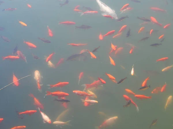 日本红鱼在水族馆里游泳 — 图库照片