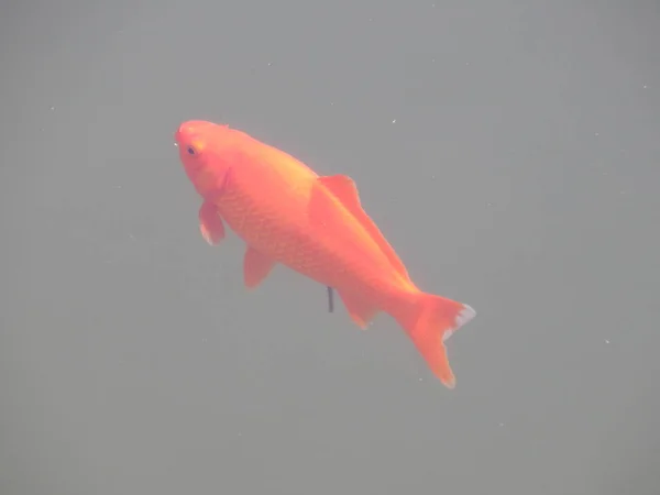 日本红鱼在水族馆里游泳 — 图库照片
