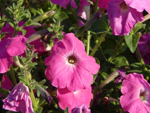 Blumen Garten Und Nahaufnahme Für Den Hintergrund — Stockfoto