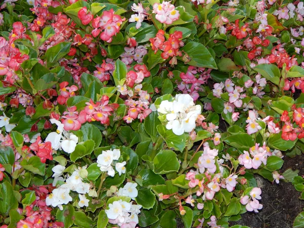 Flowers Garden Close Background — Stock Photo, Image