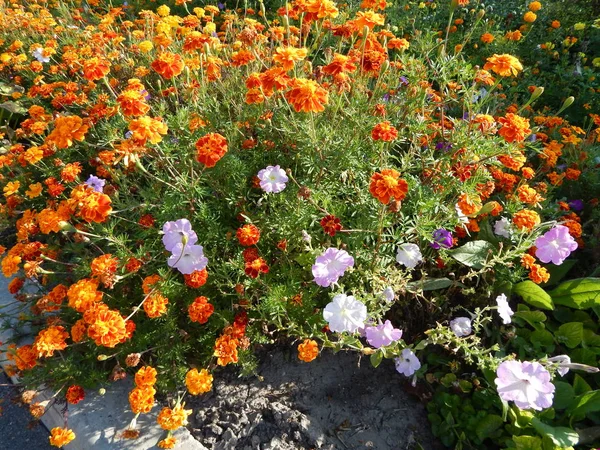Fleurs Dans Jardin Gros Plan Pour Fond — Photo