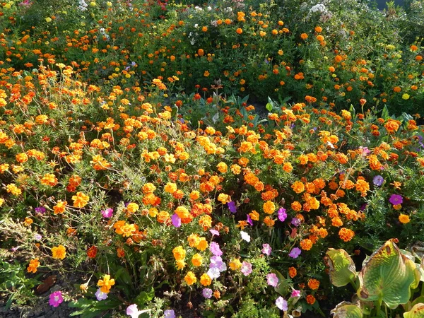 Fleurs Dans Jardin Gros Plan Pour Fond — Photo