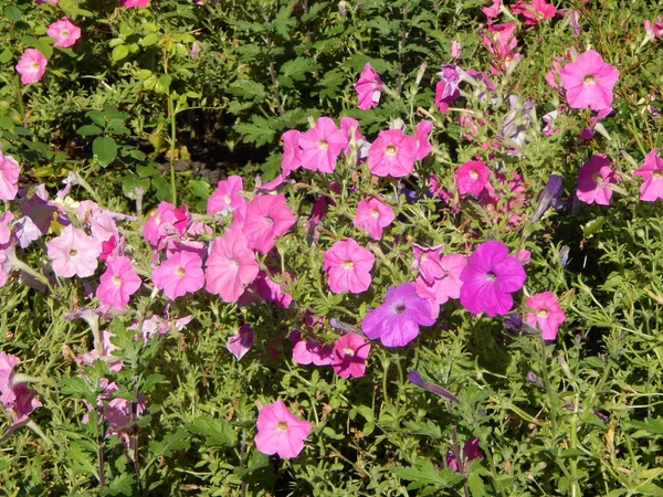 Fiori Giardino Primo Piano Sfondo — Foto Stock