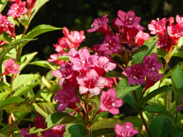 Weigela Bristol Ruby Flower Garden — Stock Photo, Image