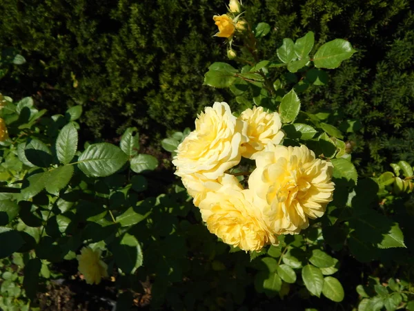 Fleurs dans le jardin et gros plan pour le fond — Photo