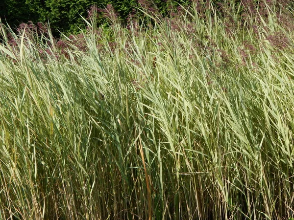 Groene Achtergrond Het Landschap Het Park — Stockfoto