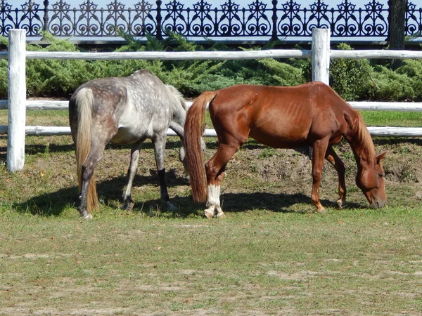 Cavalos Pastando Pasto Cais — Fotografia de Stock