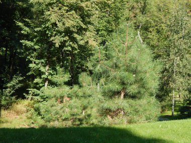 Tasarım ve Bahçe bitkileri kompozisyon manzara