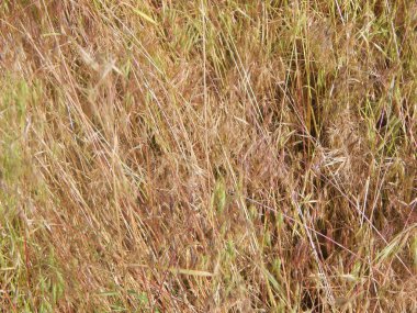 Doğal doku ve nesneleri