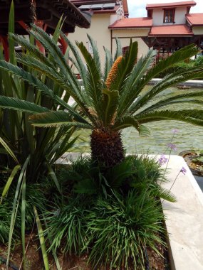 Türkiye 'de Marmaris tatil beldesinde palmiye ağaçları