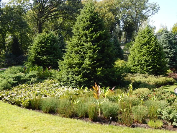 Landscape Design Tuin Planten Samenstelling — Stockfoto
