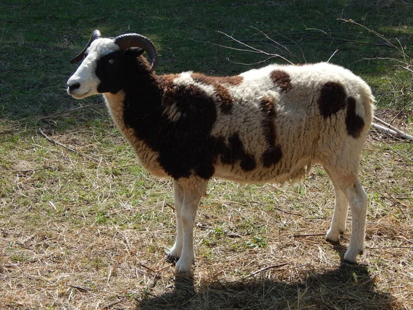 Pâturage Moutons Dans Enclos Sur Pâturage Dans Troupeau — Photo