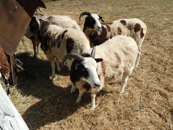 Pâturage Moutons Dans Enclos Sur Pâturage Dans Troupeau — Photo