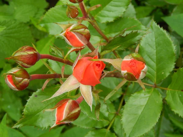 Piante Fiori Nel Giardino Nel Giardino — Foto Stock