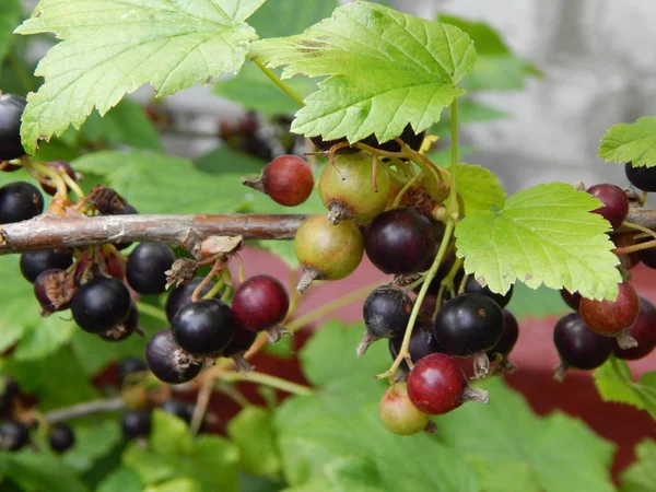 Plantes Fleurs Dans Jardin Jardin — Photo