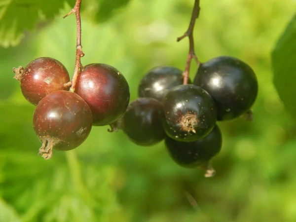 Frutta Giardino Giardino — Foto Stock