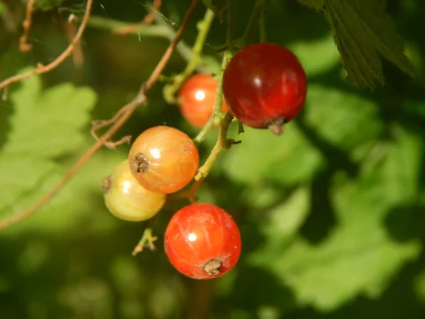 Fruits Dans Jardin Jardin — Photo