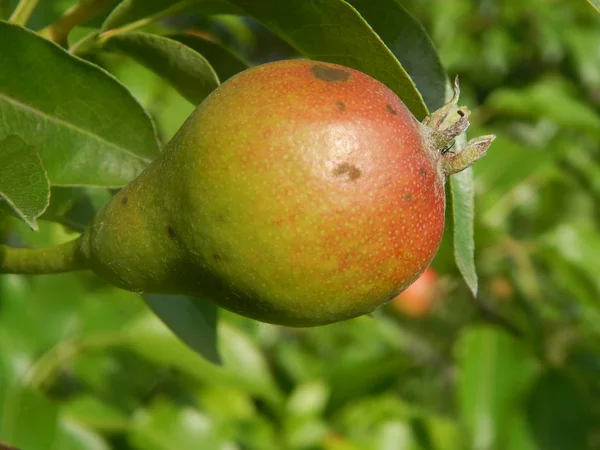 Fruits in the garden and garden