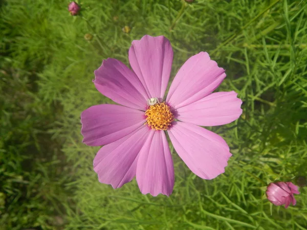 Piante Fiori Nel Giardino Nel Giardino — Foto Stock