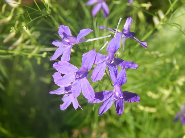 植物と庭と庭の花 — ストック写真