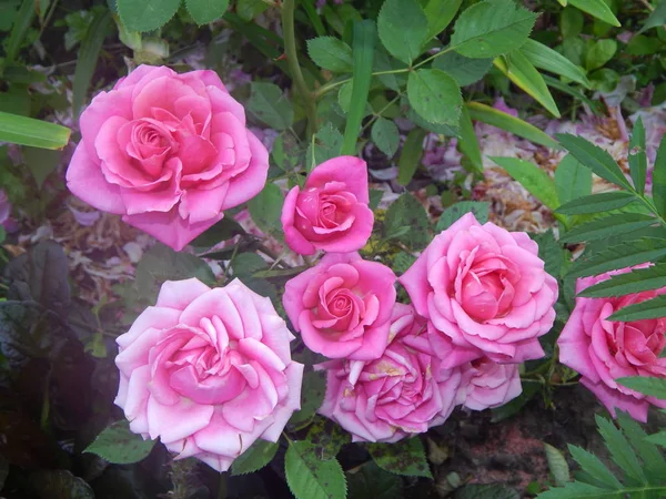 Piante Fiori Nel Giardino Nel Giardino — Foto Stock