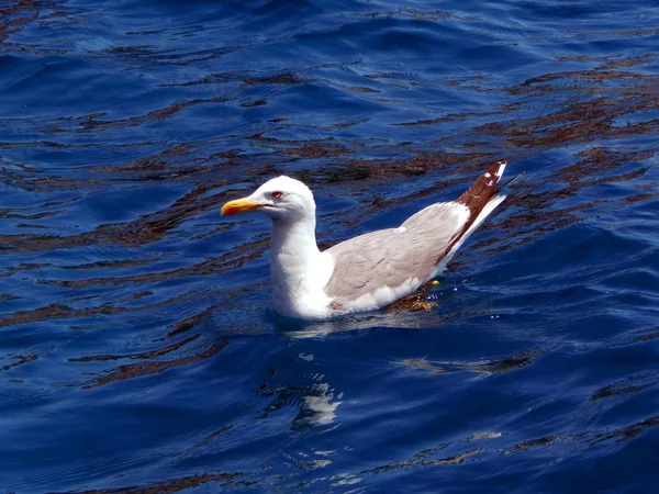 Чайка Плавает Море Воде — стоковое фото