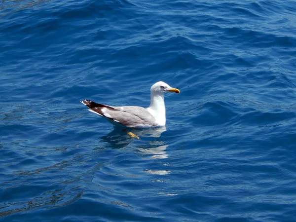 Seagull Swims Sea Water — Stock Photo, Image