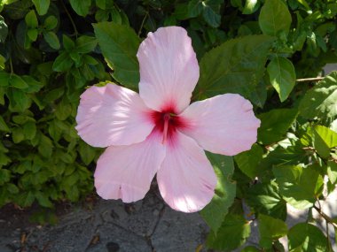 Doku doğa ağaç çiçek