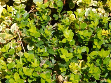 Doku doğa ağaç çiçek