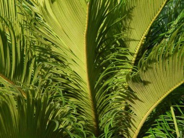 Doku doğa ağaç çiçek