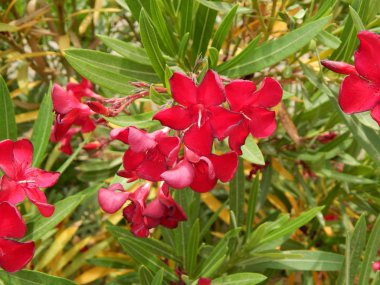 Doku doğa ağaç çiçek