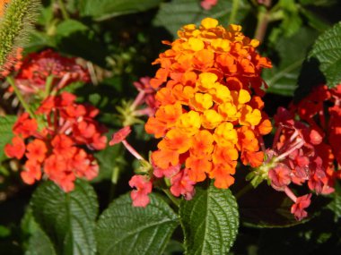 Doku doğa ağaç çiçek