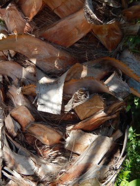 Doku doğa ağaç çiçek