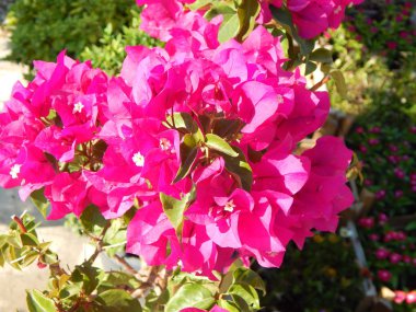 Doku doğa ağaç çiçek