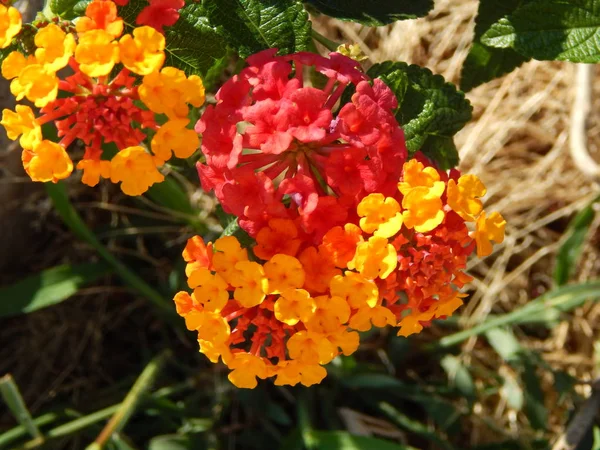 Textura Naturaleza Árbol Flores — Foto de Stock