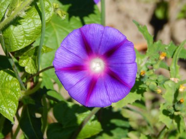 Arka plan için bahçedeki çiçekleri yakın çekim
