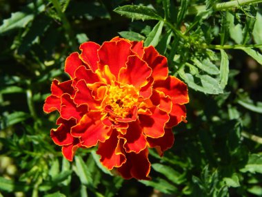 Arka plan için bahçedeki çiçekleri yakın çekim