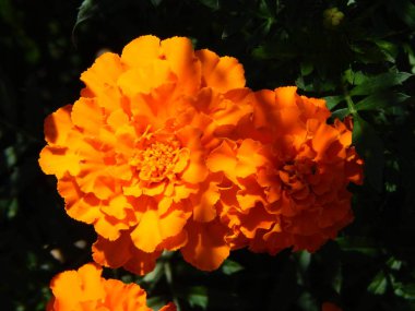 Arka plan için bahçedeki çiçekleri yakın çekim