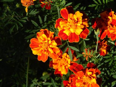 Arka plan için bahçedeki çiçekleri yakın çekim