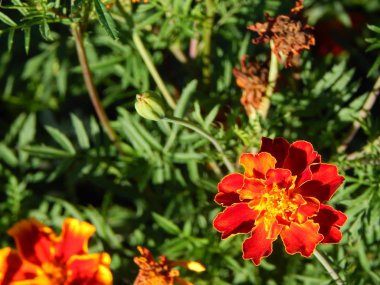 Arka plan için bahçedeki çiçekleri yakın çekim