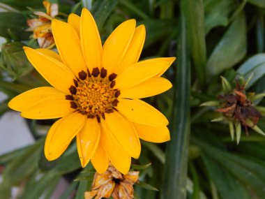 Arka plan için bahçedeki çiçekleri yakın çekim